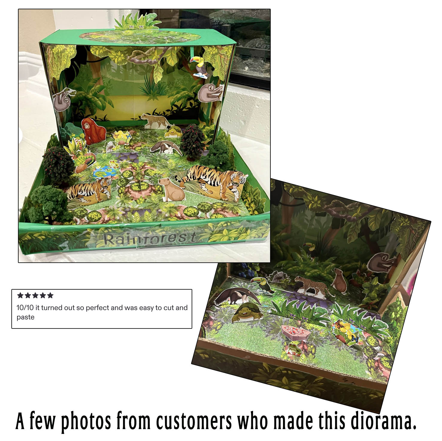 Customer-made rainforest habitat dioramas showing personalized tropical scenery, rainforest animals and added miniature plants